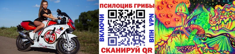 omg tor  где можно купить наркотик  Дубовка  Галлюциногенные грибы Psilocybe 